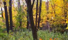 忘不了那个秋天