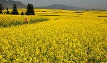 我的家乡写景色的作文