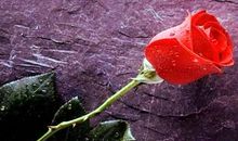 骄傲的玫瑰花童话作文