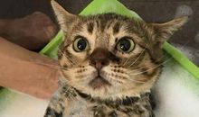 第一次给猫洗澡