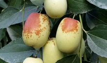 青枣子，红枣子