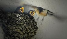 观察燕子低飞的日记