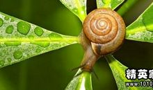 观察日记之蜗牛