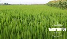 丰收、凉爽的秋