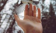 宽容会使人变得高尚