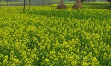 美丽家乡的春天