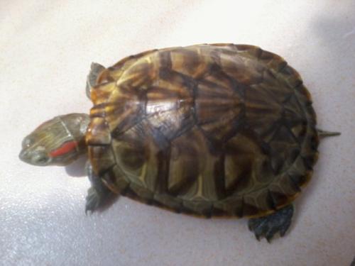 我最喜欢的小乌龟