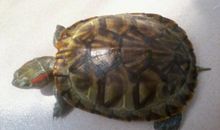 我喜欢的小乌龟