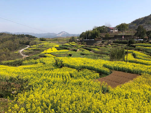 桑州的油菜田