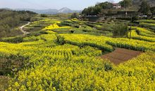 桑洲的油菜花田