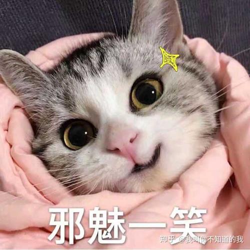 是他