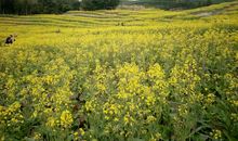 童年的那片花海