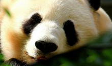 我最喜欢的动物大熊猫