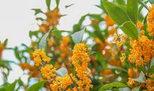 满城尽是桂花香