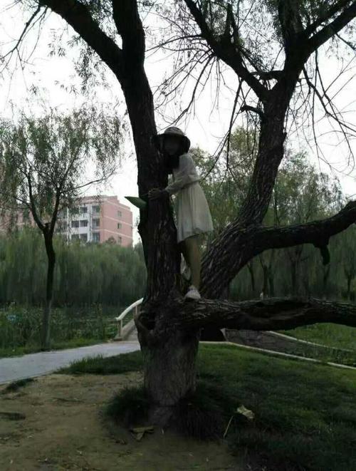 攀树者