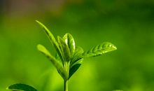 酸甜苦辣的生活