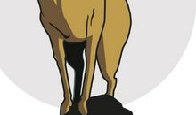 狼为什么爱吃羊