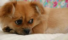 我终于有了一条小狗