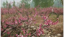 人面桃花笑春风