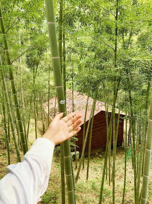 竹林深处有春笋