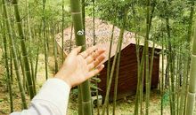 竹林深处有春笋