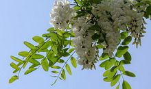 有槐花相伴的日子