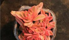 火焰般燃烧的温暖