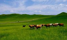 乌兰布统大草原之旅
