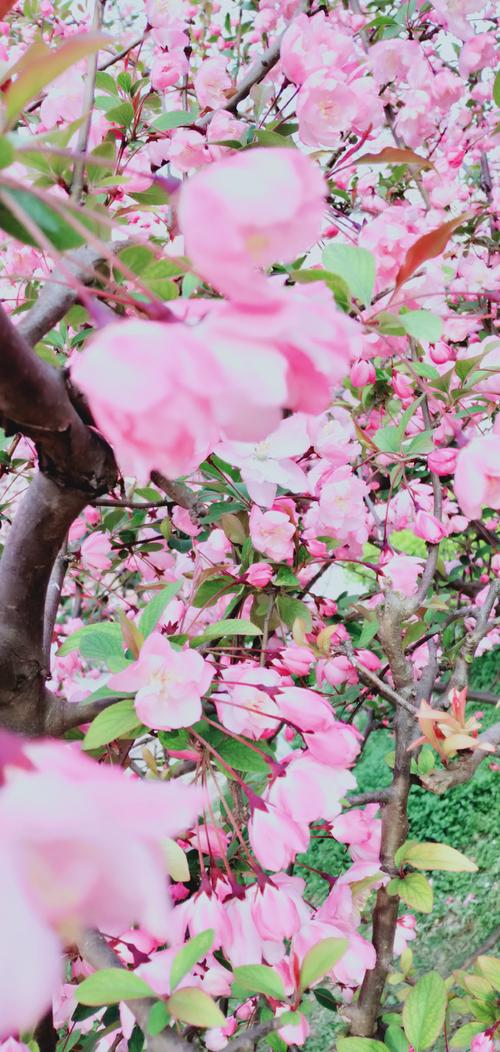 这个季节真漂亮