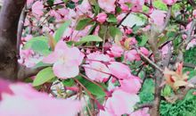 这个季节真美丽