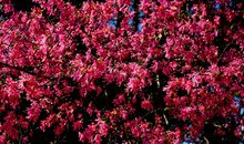 冬天里的那一抹红