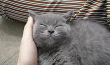 与猫咪相伴的日子