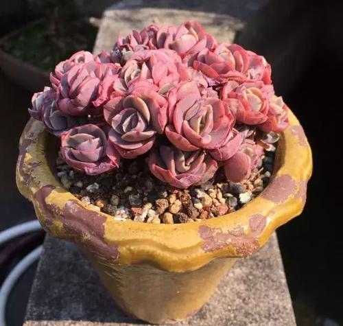 我发现了肉的秘密