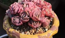 我发现了多肉的秘密