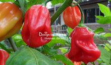 我与辣椒的“缘”