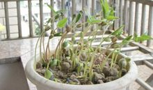 绿豆成长记观察日记