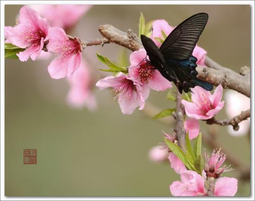 爱桃花