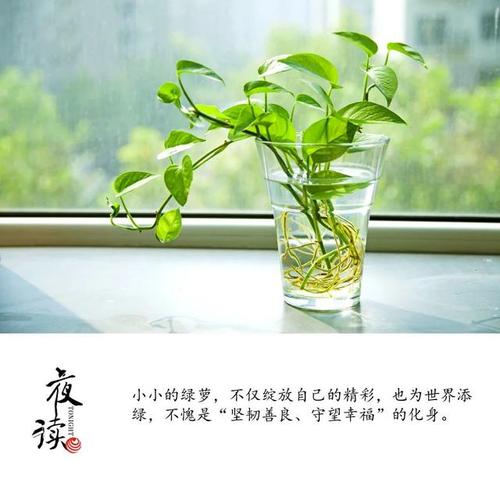 露洛的叙述