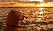 爱如那一片夕阳