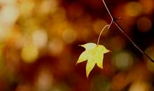 一片叶子奇遇记