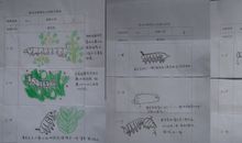 蚕宝宝观察日记