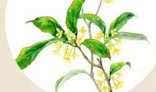 初中作文秋意浓浓