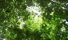 那抹绿色的回忆