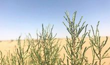 假如蚂蚁比树大