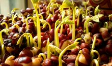 红豆生长观察日记