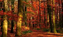 那森林中的一抹秋意