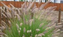 像狗尾草一样活着