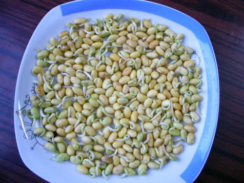 观察大豆日记