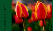 我的植物朋友郁金香