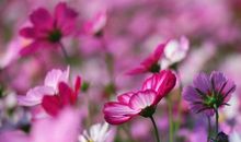 幸福原来就是一朵花